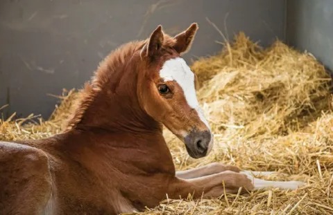 Жылқыларды жуу: клиника және алдын-алу.
