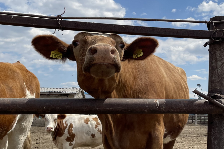 Үй шаруашылығына елеулі зиян келтіретін, сондай-ақ адам денсаулығына үлкен қауіп төндіретін аурулардың ішінде ветеринарлық дәрігерлер аусыл ауруын атап өтеді.