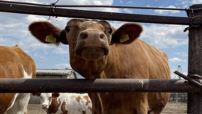 Үй шаруашылығына елеулі зиян келтіретін, сондай-ақ адам денсаулығына үлкен қауіп төндіретін аурулардың ішінде ветеринарлық дәрігерлер аусыл ауруын атап өтеді.