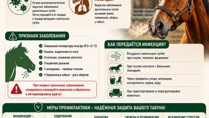 Профилактика болезней лошадей: грипп и ринопневмония