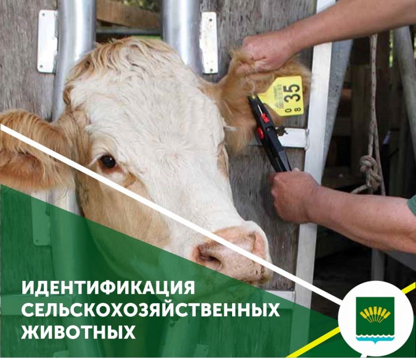 Идентификация сельскохозяйственных животных – основа ветеринарной безопасности