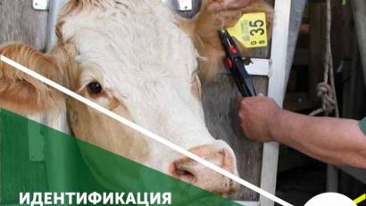 Идентификация сельскохозяйственных животных – основа ветеринарной безопасности