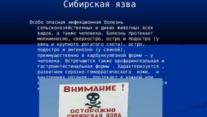 Сибирская язва сельскохозяйственных животных – профилактика