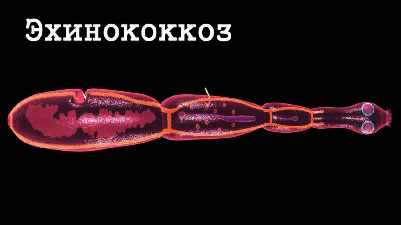 Эхинококкоз и паразитарные болезни плотоядных животных