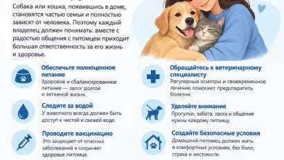 Проблема безответственного отношения человека к домашним животным